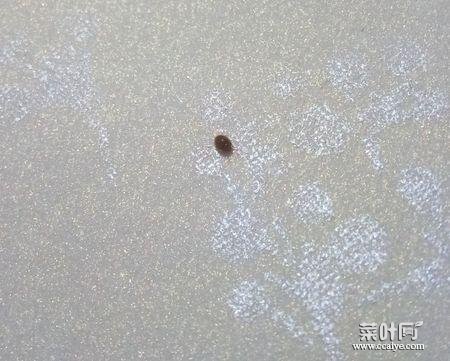 床上有褐色硬壳小虫子捏死无血 棕色硬壳小虫子会飞
