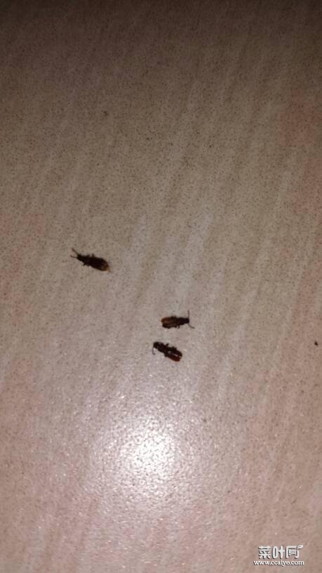 床上有褐色硬壳小虫子捏死无血 棕色硬壳小虫子会飞