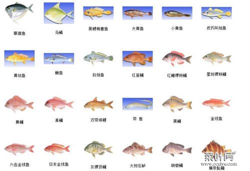 海鱼的种类有哪些 市场常见海鱼名称图片