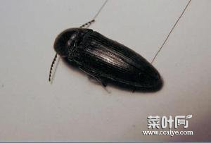 黑色米粒大小硬壳小虫床上 床上虫子有几种图片