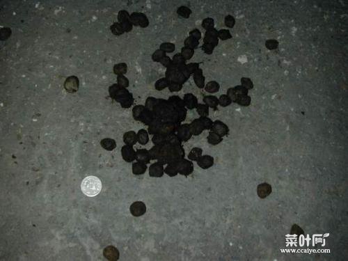 黑色米粒大小硬壳小虫床上 床上虫子有几种图片