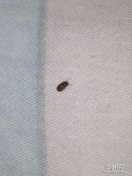 床上褐色的虫 床上有圆圆的褐色硬壳小虫子