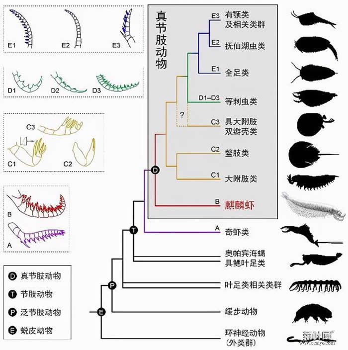 麒麟虾揭示的节肢动物起源和早期演化新模式。曾晗制图