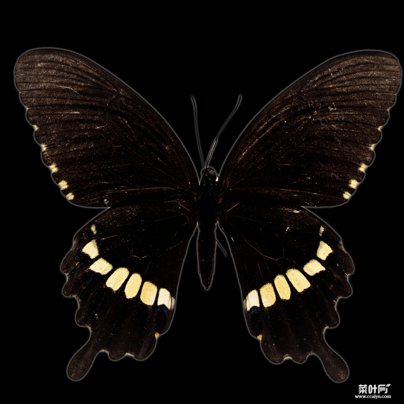 常见黑色蝴蝶幼虫图鉴