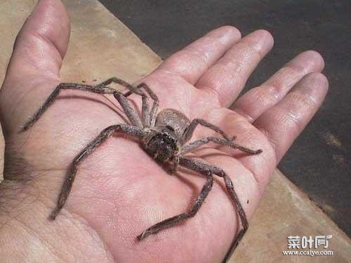 他们非常小,这种巨型蜘蛛是普通蜘蛛的几十倍个头,大家随意一脚都能置