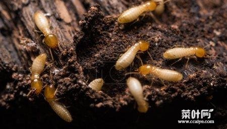 家中小蚂蚁如何彻底根除 蚂蚁消灭最简单方法