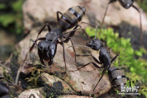 家中小蚂蚁如何彻底根除 蚂蚁消灭最简单方法