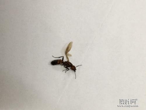 屋内出现很多带翅膀的蚂蚁 驱赶蚂蚁最简单实用的办法