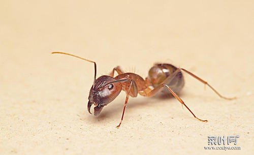 蚂蚁有多少条腿 蚂蚁百科