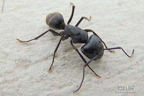 蚂蚁有多少条腿 蚂蚁百科