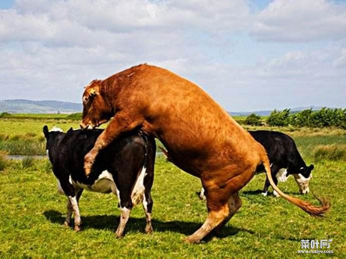 大牛和小牛有趣图片