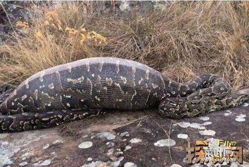 湖南挖出18米长大蛇 贵州挖出4吨大蛇视频