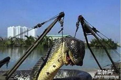 湖南挖出18米长大蛇 贵州挖出4吨大蛇视频