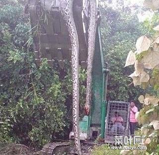 贵州挖出4吨大蛇 工地挖出50具僵尸
