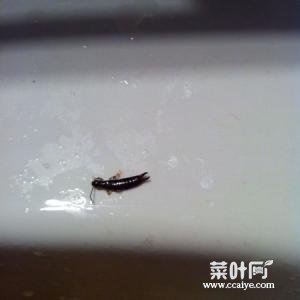 卫生间常见的虫子图片 卫生间潮湿虫子的图片