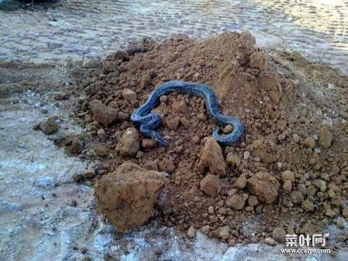云南挖出16米长大蛇 云南澜沧巨蟒