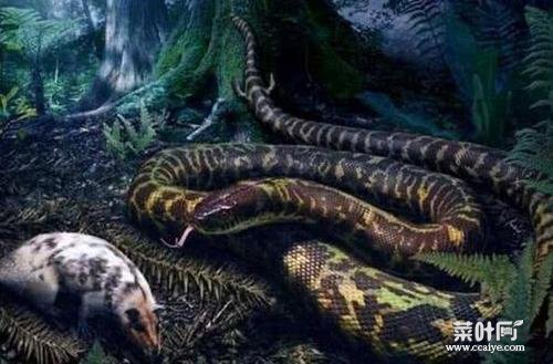 云南挖出16米长大蛇 云南澜沧巨蟒