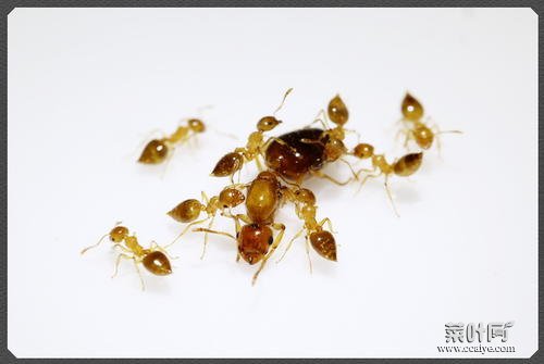 黄蚂蚁图片大全大图图片