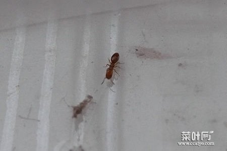 房间有蚂蚁 房间里面有蚂蚁