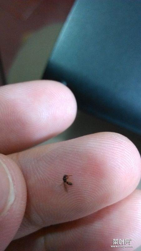 卧室里有会飞的蚂蚁如何办 家里有飞蚂蚁如何办能除根