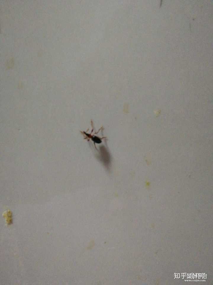 卧室里有会飞的蚂蚁如何办 家里有飞蚂蚁如何办能除根