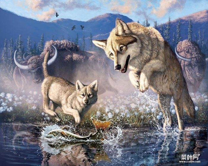 插图描绘一只灰狼和它的幼崽在将近6万年前的加拿大西北部捕鱼。ILLUSTRATION BY JULIUS CSOTONYI