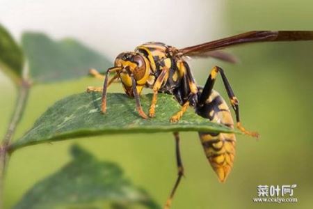 世界上最毒的十种昆虫，杀人蜂排第一名