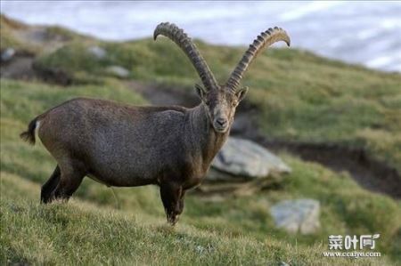 全球十大珍稀野羊，藏羚羊是青藏高原的精灵