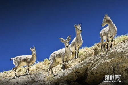 全球十大珍稀野羊，藏羚羊是青藏高原的精灵
