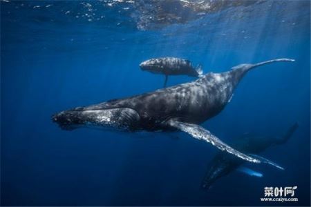 为什么鲸叫声那么恐怖 鲸鱼在什么时候会发出叫声