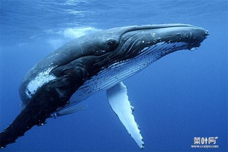为什么鲸鱼代表爱情 鲸鱼的爱情寓意