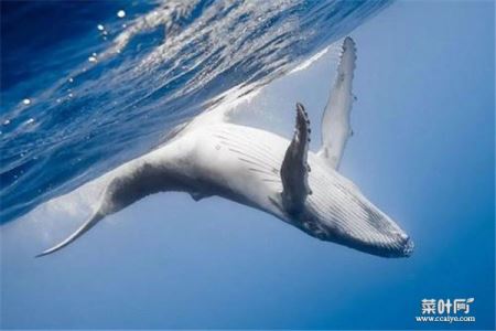 为什么鲸鱼代表爱情 鲸鱼的爱情寓意