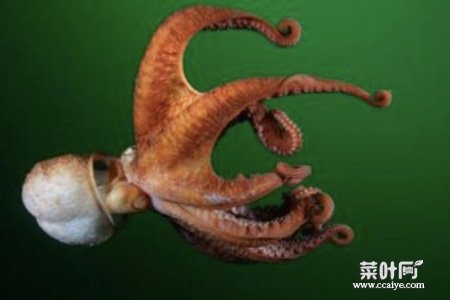 为何说章鱼是四维物种 章鱼是四维物种有科学依据吗