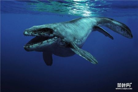 鲸能在水底下憋多久 鲸鱼为何可以憋气那么久