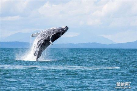 鲸能在水底下憋多久 鲸鱼为何可以憋气那么久