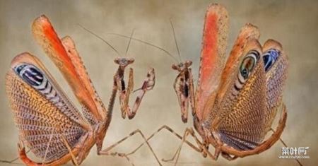 世界上最稀有的螳螂，魔花蝗螂被称为螳螂之王