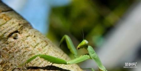 世界上排名前十的螳螂，第一名是非洲绿巨螳