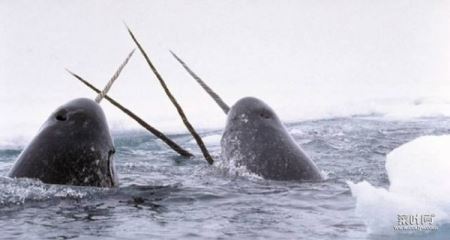 世界上牙齿最长的动物，独角鲸牙齿可达到三米