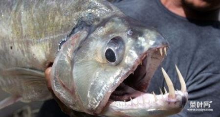 世界上最危险十大鱼类，似鲭水狼牙鱼排第一名