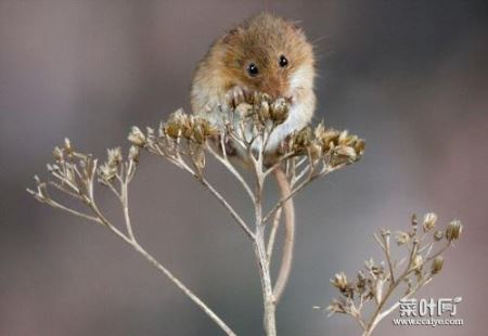 世界上最小的老鼠，巢鼠体长半分米仅重8g