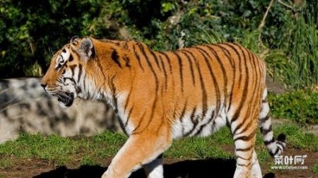 世界上最大的老虎，雄性东北虎体长达3米