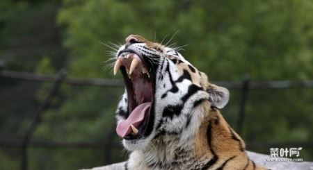世界上最大的老虎，雄性东北虎体长达3米