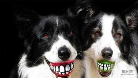 微笑狗为何吓人 微笑狗看了会死人吗