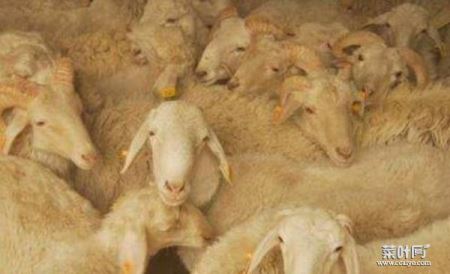 中国十大名羊品种排行，和田羊摘得桂冠