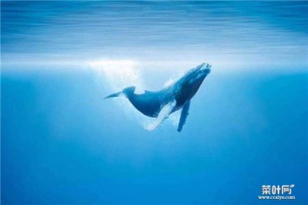鲸鱼为何可以到深海里 鲸鱼能潜入水下多少米