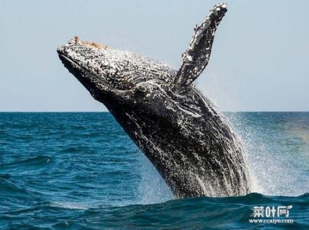 世界上最大的动物，蓝鲸体重可达180吨