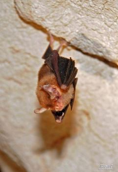 世界上最小的蝙蝠，体长2.5厘米体重仅2克