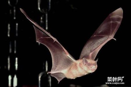 十大带病毒野生动物，蝙蝠携带大量病毒
