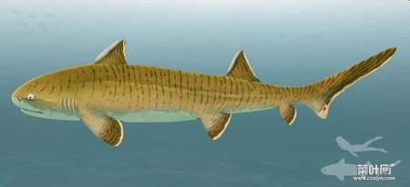 “侏罗纪时期鲨鱼中的巨人”Asteracanthus