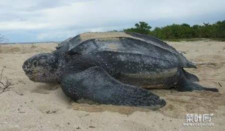 世界上体型最大的海龟，棱皮龟体长可达3米